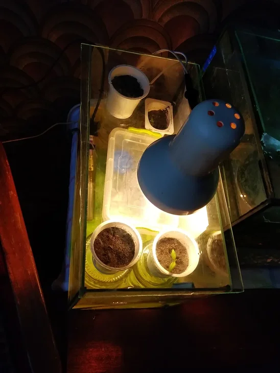 Проращивание семян перцев в аквариуме объемом 20л