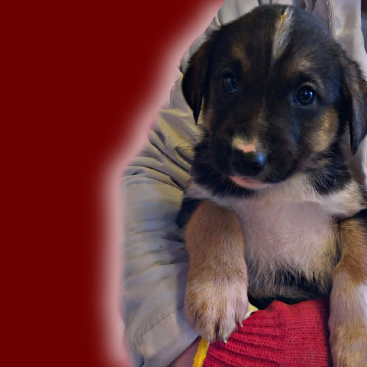 Овчарка зонарная щенок 2 месяца. Мальчик с собакой. Щенок пап. Мама такса папа лабрадор. Фотосессия отец и сыновья и собака.