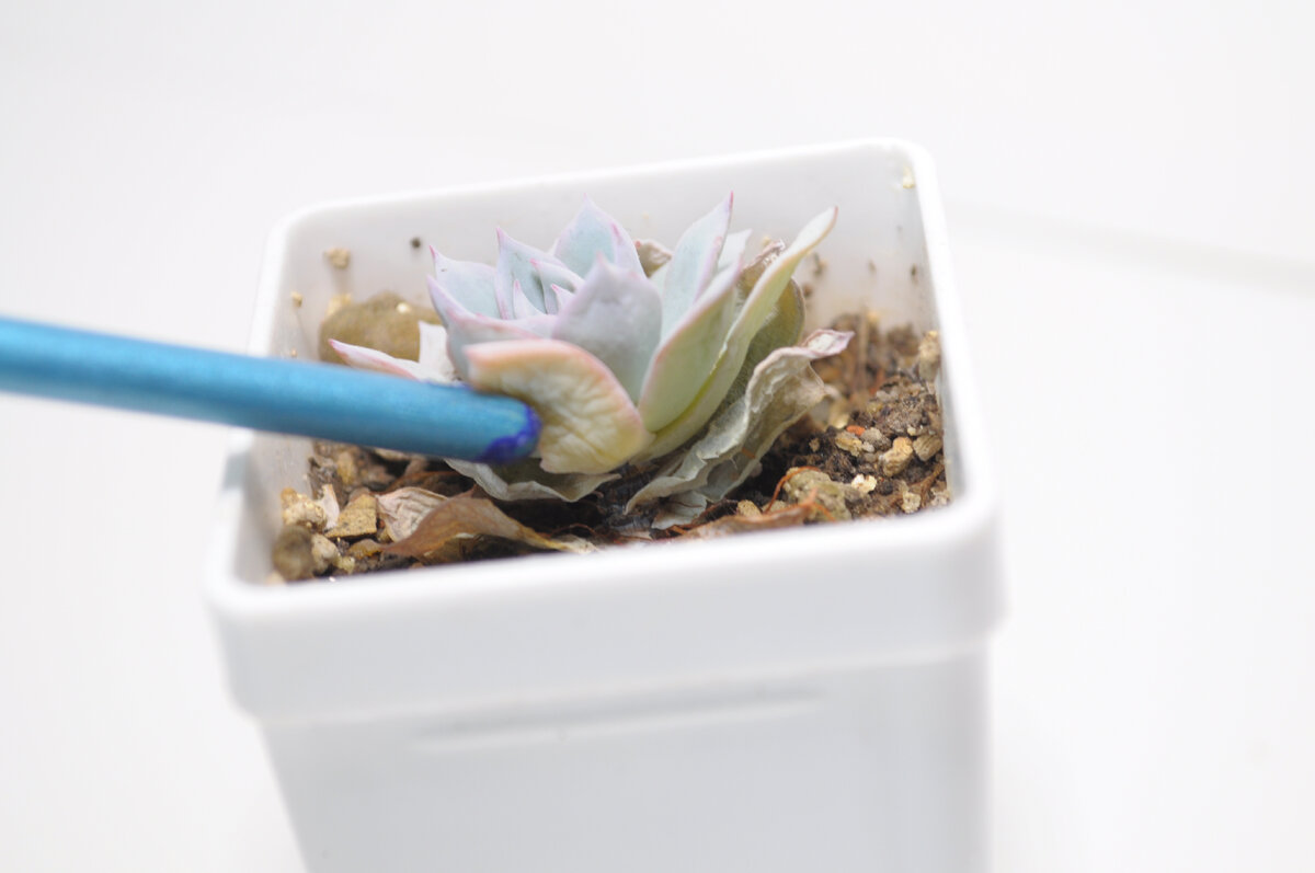 Что-то растение тургор не набирало. Зрю в корень  - а оно уже не жилец (((