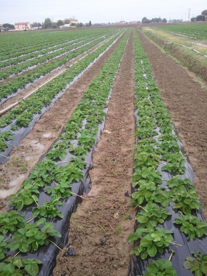 Посадка клубники в почву