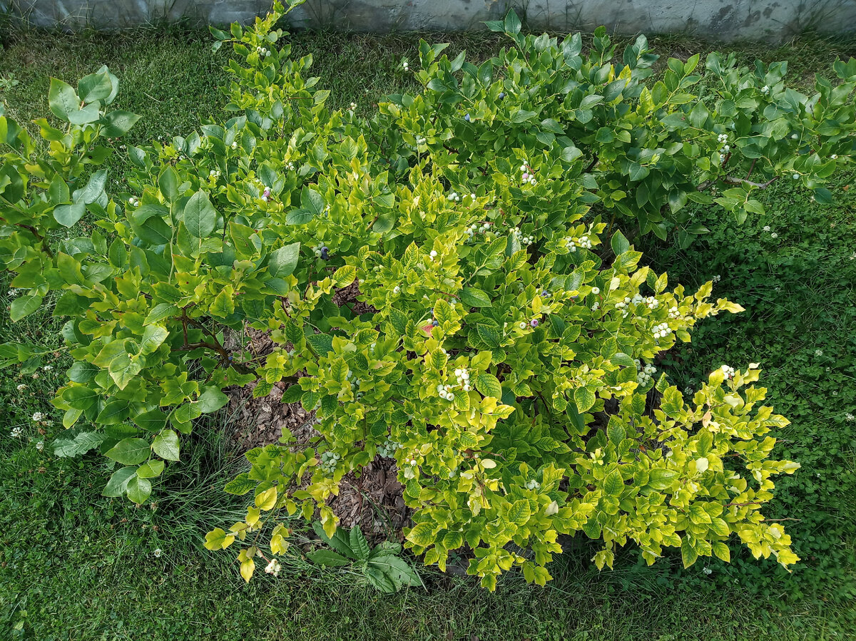 Хлороз голубики фото июнь 2021