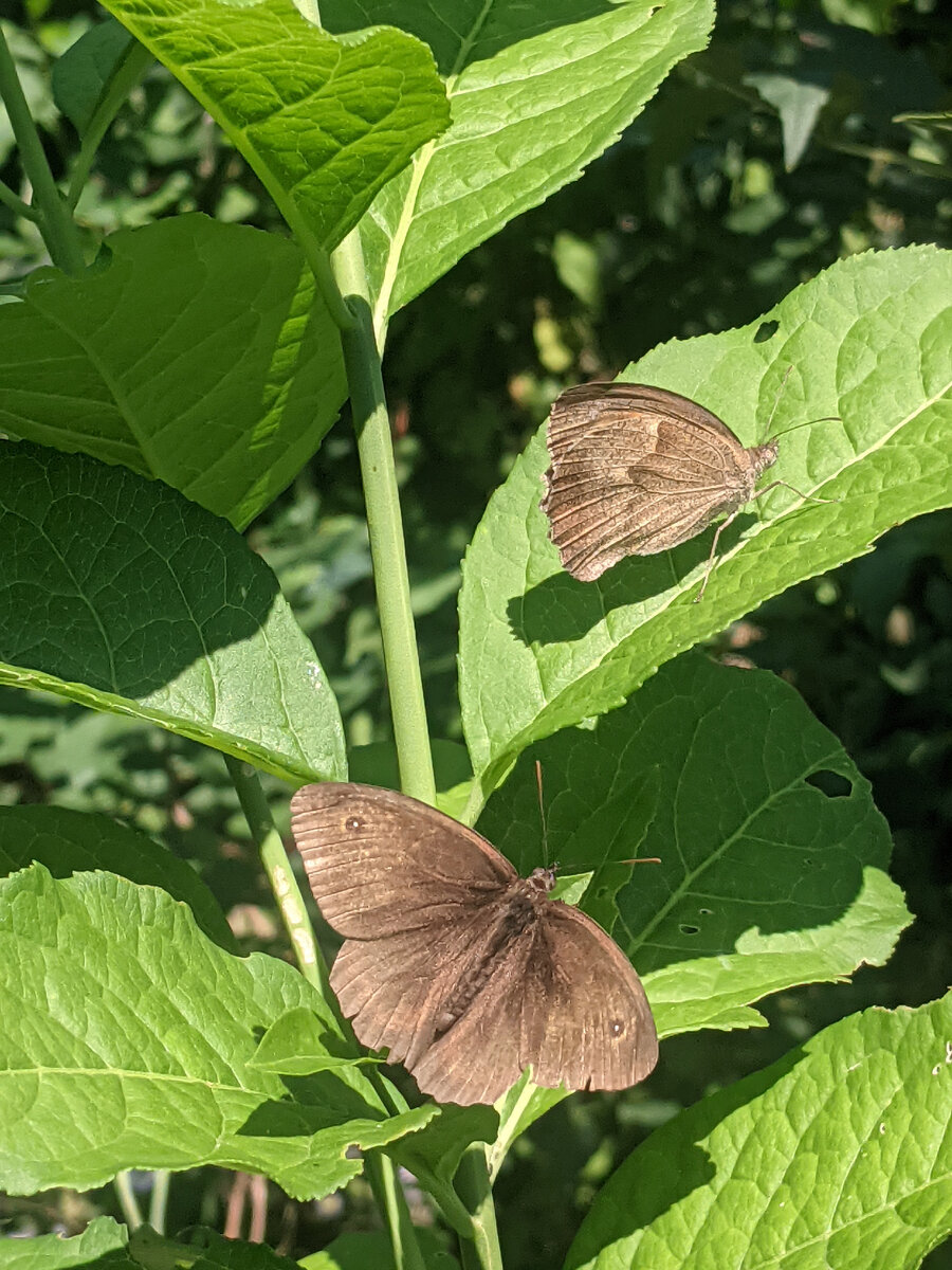 Воловий глаз