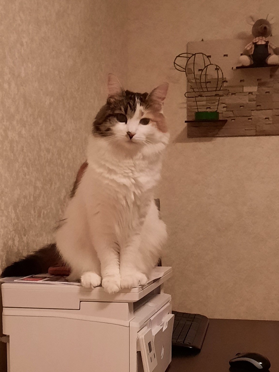 Вот такая милашка 