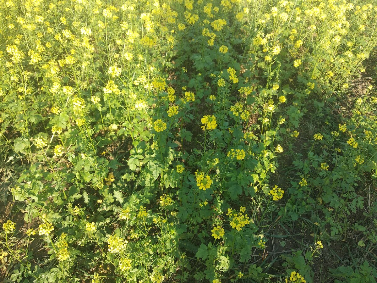 Горчица на моём участке. 