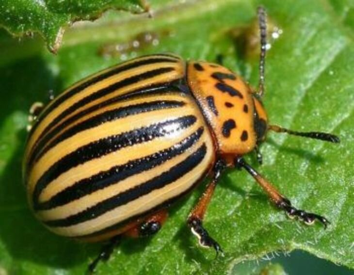 Внешность Колорадского Жука. 