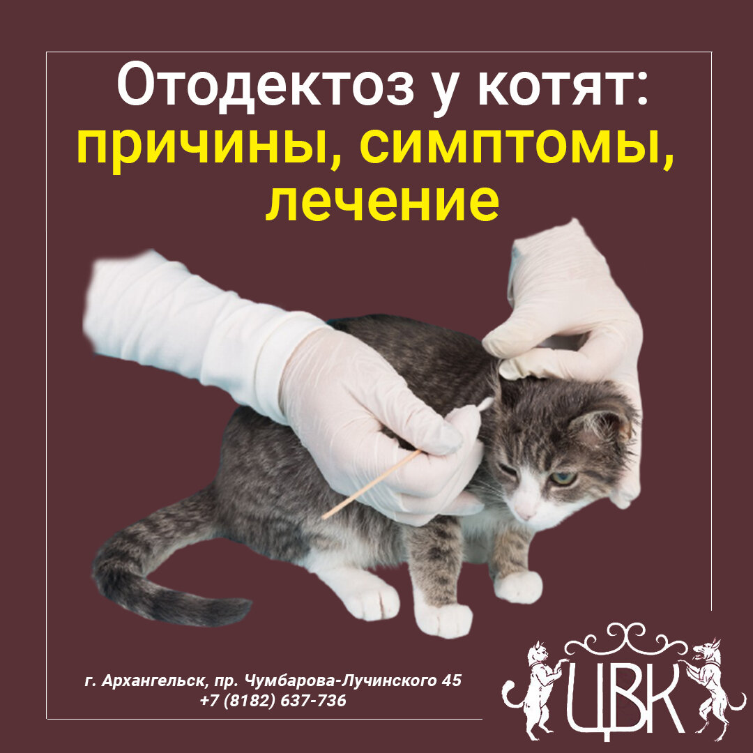 Отодектоз у котят: причины появления, симптомы и лечение заболевания