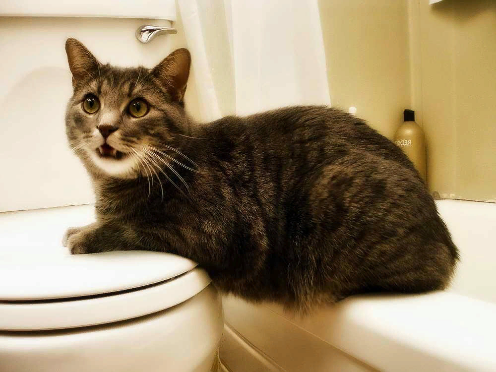 Кошка ездит. Кот на унитазе. Унитаз для кошек. Котик в туалете. Кошка ходит в унитаз.