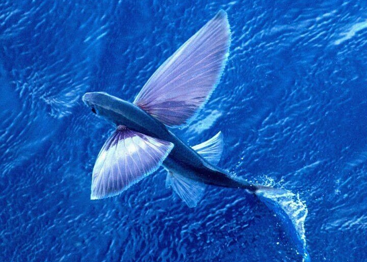 Летучая рыба биплан. Средиземноморский долгопер. Летающая рыба. Летучая рыбка. Крылья летучей рыбы