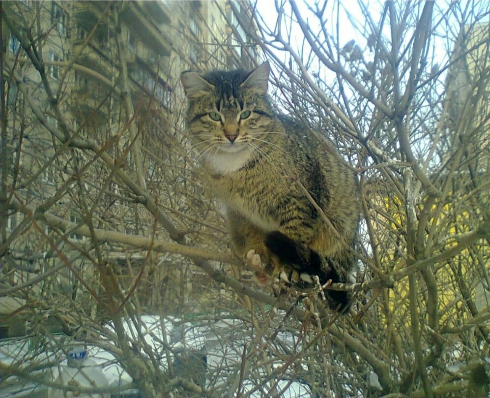 Этому котику в 2014 году я так и не помогла, помешал всё тот же вопрос - А что я могу?