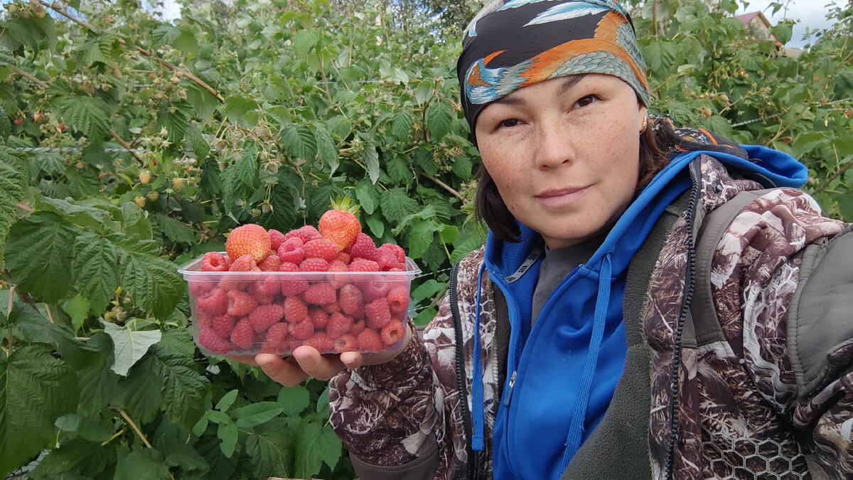 Первый урожай малины) 