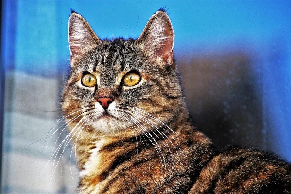 Фото: бесплатный источник pixabay.com