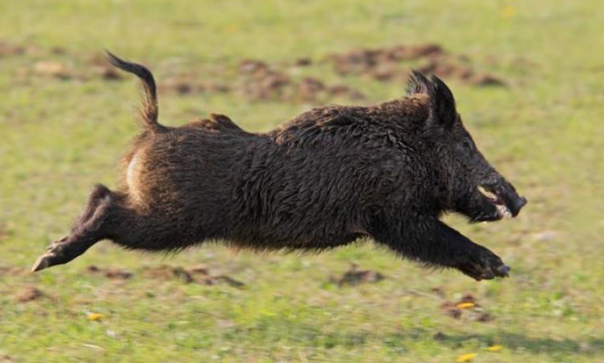 Казалось бы, причём здесь кабан?