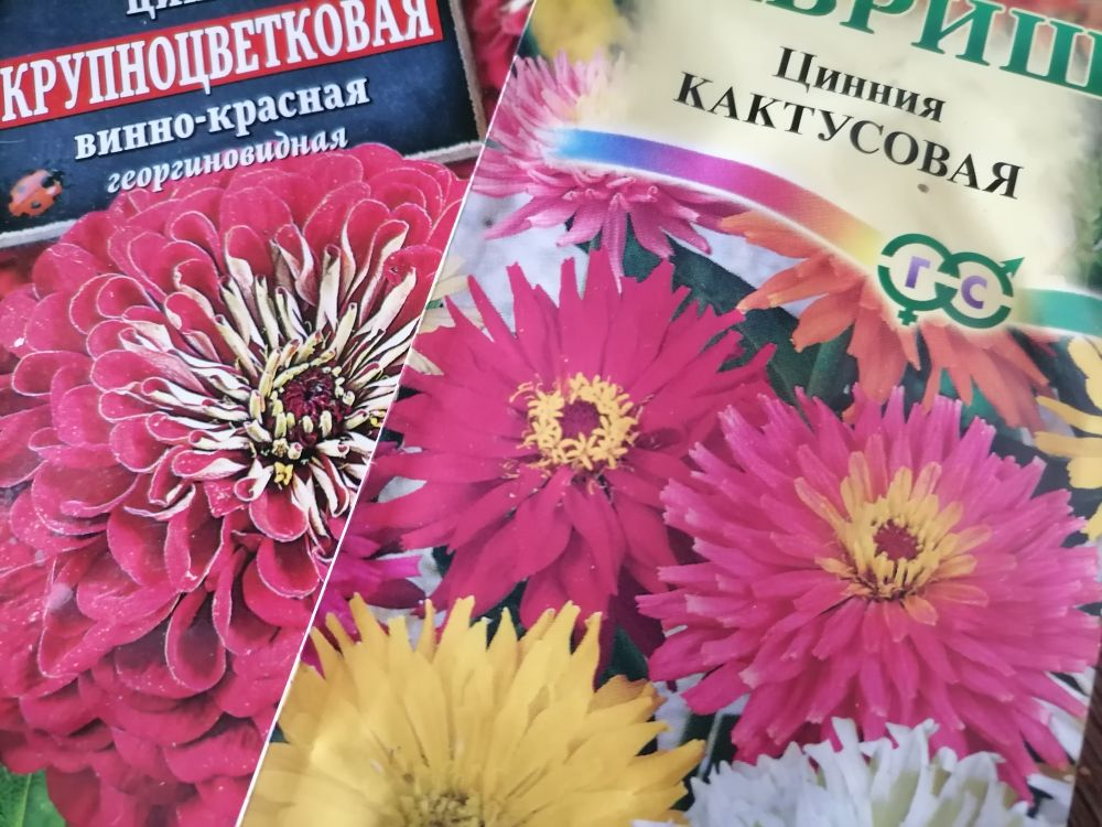 Семена цинний, фото автора