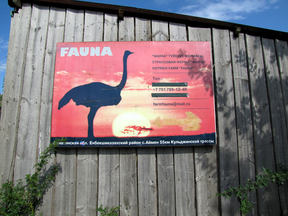 Страусовая ферма