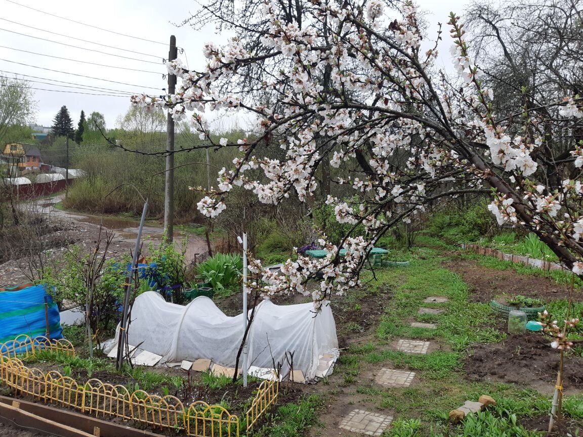 Это я весной снимала...вон внизу лужа, там наш участок заканчивается. И у нас у первых вишня зацвела... Пригорок, солнышко