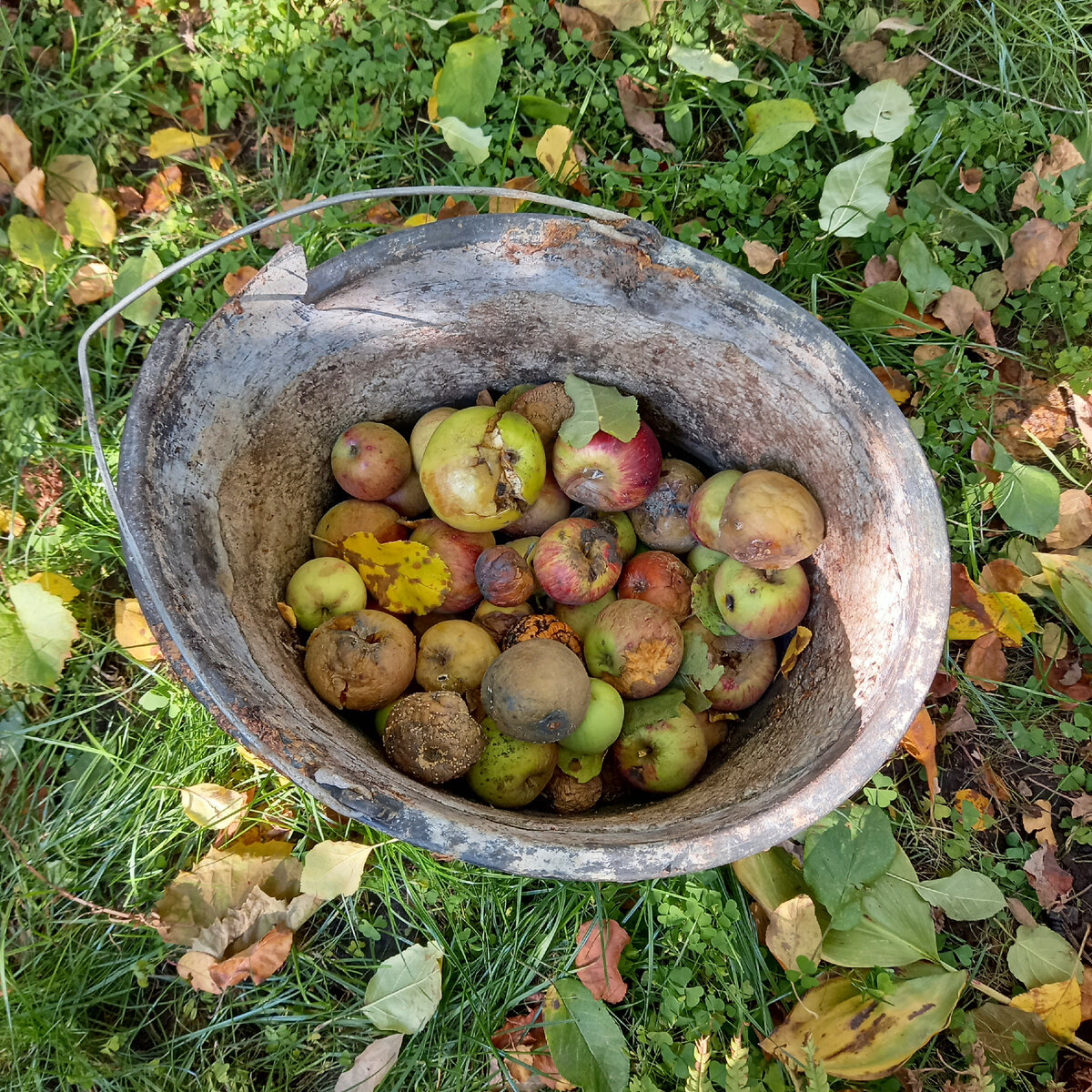 По огороду стоят старые ведра, в которые постоянно собираются больные плоды, потом утилизируются