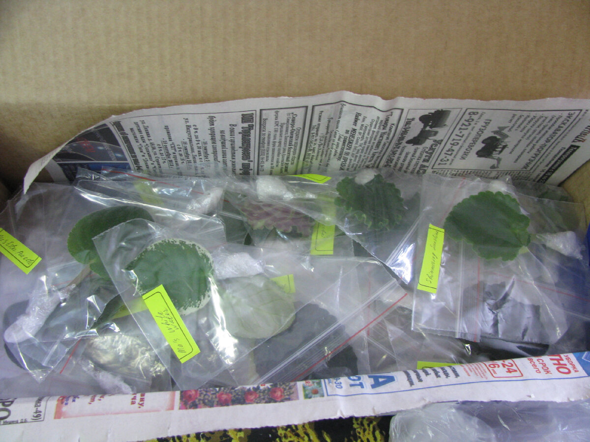 Получены черенки новых сортов. Сейчас задача их вырастить