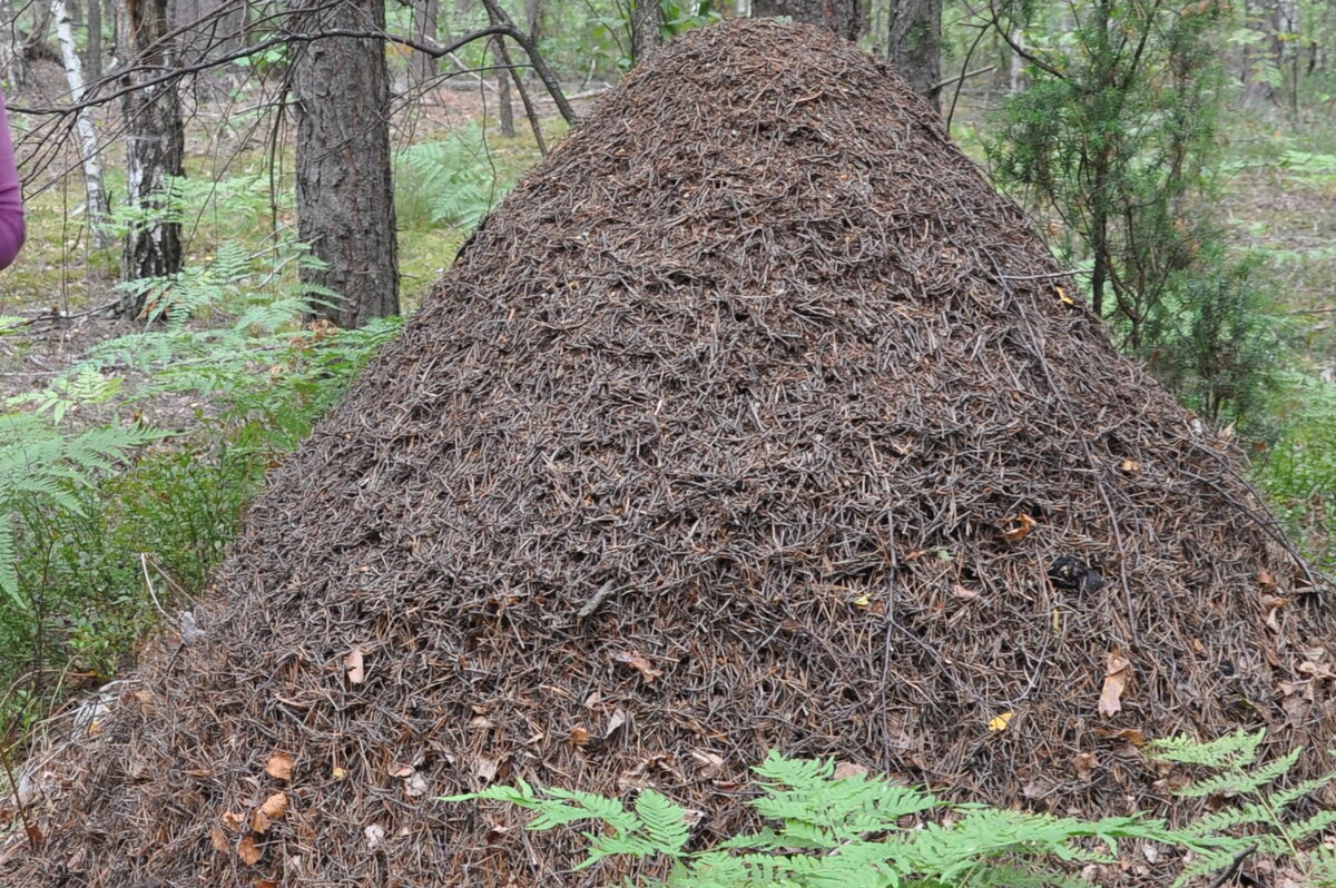 Муравьиная куча.