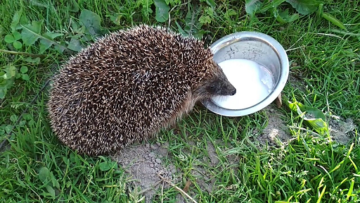 Из открытых источников.