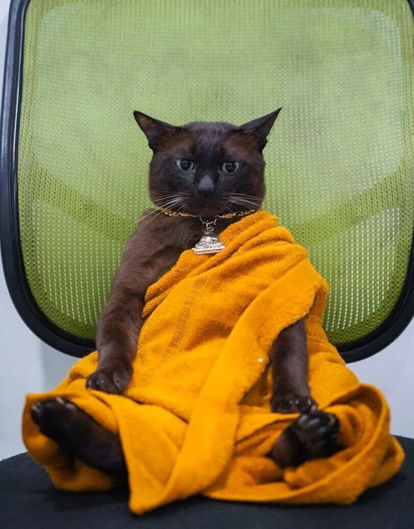 "Вас посетил дзен-котист Далай-Лапка. В ближайшую неделю вас ждёт просветление."