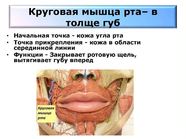 Техника точечного массажа лица для омоложения