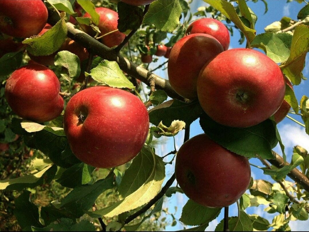 Топ-9 самых вкусных яблок зимних сортов (с фото) Apple tree, Apple, Fruit