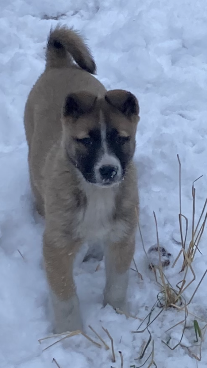          
(С) 
 
          Бросить  охоту, как бросить курить, пытаются многие, да не у всех это получается. Но я, как человек волевой и решительный   после двадцатилетнего стажа, бросил…   курить, разумеется. А вышло вот как. Не мог добыть лося. Зверь уходил еще до того как его удавалось перевидеть. Мудрый пасечник   Тимофеич (знакомый читателям по моим рассказам) сказал, между делом: - «Лось,  запах табака чует за километр. Не покури и добудешь» Послушался я его совета. Полсуток  не курил. Пошел скрадывать – добыл. Еще сутки не покурил - добыл второго. Удача это была или совпадение, в детали особо не вдавался, но пагубную привычку оставил раз и навсегда.
    Правда, первые  три безникотиновых  года часто снился сон. Меня расстреливают, и звучит фраза о последнем желании.
Говорю: «Дайте закурить». Первая затяжка,  голова поплыла,  просыпаюсь с облегчением – « Слава богу, во сне».   
   Охоту, оказалось, бросить намного сложней. За долгие годы она стала частью тебя, частью твоих приятелей, частью жизни твоих домочадцев, желающих традиционного ни пуха, ни пера, провожая главу семьи до машины.
Но после юбилея и выхода на пенсию решил. Всё! Хватит длительных охот, перетаскивания мяса, тяжелых рюкзаков, ночлегов, где придется. Оставил для поддержания физического и эмоционального долголетия утиную охоту и сучонку - лаечку   Тукайских   кровей из Зырянского района.
      Линия этих собак особая. Отбирали их не для экстерьера, выставок и испытаний, а для добычи мяса лося. Кто был с мясом,  тот выжил. И не количество завитков хвоста, ни формат, ни высота в холке,  а рабочие качества  являлись главным критерием отбора. Мне посчастливилось выхватить кобелька лет пяти из  Тукайских собак. А  у меня уже подрастал  кобель своих кровей, которые я вел очень тщательно, не допуская сторонних случайных вязок.
Ну и конечно проявилась ревность. Мой кобель, набрав силу, давил пришлого. А тот тоже был не из робкого десятка. В общем, на охотах получались сплошь одни разборки и драки. И как следствие рваные уши и прокушенные лапы. Устал я от постоянных конфликтов и испорченных охот. Повязал Тукайского кобеля и, оставил  себе  сучонку. А его подарил знакомому егерю.  От рыжей пары родилась всего одна самочка, черно-белая, да еще с крапом на передних лапах, как у спаниеля. То есть, порок на пороке. Подросла она, взял её на утиную охоту. Никакой реакции на птицу!   Как бы, не царское дело с уткой возиться. Подранков  из травы носом выталкивает, но из воды - доставай сам. Апортировку битой птицы, вообще  считала оскорблением. Еще и посмотрит с укоризной: «Хозяин, ты что спятил». Но, куда деваться, генофонд надо беречь, мало ли что.
  Мой же кобель, стал скотинником  и, пришлось его усыпить.
    
Себя перестал рвать на промысле, и собаке предоставил возможность жить по «человечески» без привязи, без голодовок. Спи, где хочешь, гуляй, сколько хочешь, сама ходи на охоту. 
Уходила надолго, приходила вся грязная, нос в земле, где и чем занималась неизвестно, но глаза были счастливые. «Значит, живет по-человечески» - думал я.
     Только физиологию, как шило в мешке, не утаишь. Наступили «критические дни», а попросту первая пустовка. Дав себе слово создать собаке человеческие условия, не запер ее в вольер, не посадил на цепь. Решил, будь, что будет, пусть сама выбирает.
Был ли выбор, была ли собачья любовь, не скажу, но от женихов отбоя не было  и, снег во дворе заимки был утоптан как на танкодроме. А местами, будто клюквенным морсом забрызган. Но на удивление, вели они себя пристойно. Быстро исчезали при моем появлении и покорно ждали отъезда за забором, для продолжения рыцарских турниров.  
Однажды только, часа в два ночи, оставшись на заимке, услышал вопли, открыл дверь и включил дворовый прожектор. Предстала передо мной такая картина. Моя лайка и очередной жених только что освободились от замка и вылизывались. Я прикрикнул на кобеля, мол, пошел отсюда. А он, оскалился и бросился в мою сторону. Такой наглости я не ожидал: «На хозяина клыки оголять!!! Сейчас я тебе покажу, кто здесь главный» - бормотал я, пританцовывая босиком на холодном полу. 
А забавлялись они у забора, вдоль которого была выложена поленница, метрах в двадцати. Зарядил двустволку бекасинником (самая мелкая дробь), открыл дверь и всадил заряд в поленницу, в метре от его хвоста…
Дыра в заборе была только одна, на противоположной стороне участка. Все желающие кобелировать просачивались через нее. Других путей отступления не было.
Зять, неизвестного рода и племени, непонятной породы,  как индеец, издал горловой клич и помчался через двор впереди своих ушей. Однако, с первого раза, как шар у плохого игрока на биллиарде он в «лузу» не попал и грохотом озвучивал свое продвижение сквозь забор. Наконец ему   это удалось, наступила тишина. Но позже, сколько бы я не вглядывался в зятьев, наглеца среди них не увидел. Раз и навсегда, вероятно, отбил ему охотку навещать невесту.
Но, как известно, всему хорошему приходит конец. Моя лайка повязалась. Двор заимки покрылся чистым снежком, все успокоилось. В положенный срок собачка округлилась, образовались грядки сосков. А во второй половине января появились на свет шесть рыжих лохматых рукавичек. Три кобелька и три сучонки. Как на заказ. Никаких удобств, в виде конуры или утепления места щенения я не делал. Она сама выкопала нору под полом летней кухни. Мое участие ограничилось только охапкой сена, брошенной сверху. 
После месяца жизни в логове, перевез семейство в вольер своей ветеринарной клиники для наблюдения за результатом классической собачьей свадьбы и раздачи потомства. Компания получилась активная, громкоголосая и постоянно бегающая за мамкиными сосками. Но мать, только одному отдавала предпочтение и, только ему позволяла, лакать из своей чашки. Остальных отшвыривала и довольно болезненно прикусывала. Я начал присматриваться к этому кобельку и, не удержался, решил  оставить его себе.    
    Осмотрел щенка, пороков развития не обнаружил, только на языке были синие пигментные пятна, как у собак породы Чау-чау.
       «Вот так коктейль получился!!!» – не переставал удивляться я.  
  Остальных раздал. Как только они остались с мамкой вдвоем,  вернул их на заимку в родное гнездо. Подрос чудо-юдо, названный Малышом.....
Проявилась нехорошая черта таскать ботинки, тапочки на середину двора и там с ними забавляться. Я думаю, что это было способом обратить на себя внимание и напоминать о себе. Понятно, что комментарии в его адрес были нелестными,  так как приходилось прыгать на одной ноге, чтобы добраться до второго башмака.
      Начались огородные дела и, клумбы с грядками в результате игр основательно затаптывались.  Пришлось и мамку, и сынка, посадить на цепи. И вот, как-то приехал,  и не обнаружил ни цепи, ни ошейника, ни щенка. Пропал Чудо-юдо. А  спустя месяц, воскресным утром увидел в углу маленького огородика  заимки около той самой дыры скромно сидящего собакена, повиливающего хвостом, как бы спрашивающего, можно ли ему войти,  не забыли ли его тут, пустят ли обратно? Это был как гром среди ясного неба. Откуда? Как?  Где он столько времени пропадал? Хотя я проплывал на обласке вдоль берега озера заросшего тальником и звал, надеясь, что он зацепился цепью и сидит где-то в кустах. И по дороге проезжал не раз, останавливался, и тоже звал.  Честно сказать, уже оставил надежду и смирился с потерей, хотя, в сущности, невелика она была. И вот Малыш вернулся. Худой как велосипед, без следов ошейника на шерсти.  И был он посажен на привязь повторно,  и накормлен. Главное, что пес сам  подошел ко мне, и покорно  дал надеть веревочную петельку , а наевшись, глубоко вздохнул, залез в конуру и уснул мертвым сном. Невольно вспомнишь  Грибоедовское «Когда ж постранствуешь, воротишься домой, и дым отечества нам сладок и приятен». 
 
   Скольких собак я ни держал, но ни разу не видел, чтобы ели они с такой жадностью. Порцию Малышу несколько дней не увеличивал. И кормил сухим кормом для чувствительного желудочно-кишечного тракта. На удивление он быстро выправился. Но жадность к пище осталась. Где-то я читал, что путешественник после перенесенного голода всю оставшуюся жизнь, будучи уже состоятельным человеком, прятал под матрац куски хлеба. И примирился с тем, что жадность к еде у Малыша останется надолго. Вернулся, значит, пусть живет.
 Открылась  охота по перу, и я взял Малыша с собой на озеро. В обласок, Чудо-юдо пришлось затаскивать и привязывать на короткий поводок к алюминиевой трубке-распорке. Успокоился он только после шуршания пакетика с лакомством.  
     Отплыли от берега, я отвязал Чудо-юдо и предоставил ему возможность самому решать, что делать дальше.  Пес, однозначно, думал… Понимал ли он, что такое вода не знаю, но кобелек несколько раз  лакнул  из-за  борта и стал осматриваться   (от мостков мы уже отплыли достаточно далеко). Его решению я поразился.   Пес прошел  в нос и лег, положив голову на обшивку борта. « Надо же, и откуда что взялось?»
  Решил  проверить его отношение к   звуку ружья. Выстрелил по утке, вылетевшей из  камышей. Никакого испуга или паники.    
              « Молодец парень» – похвалил я Чудо-юдо про себя.  Однако, только подплыли к полосе прибрежного телореза, он встал на нос, уперся лапами в борта, побалансировал и прыгнул вперед и, с головой ушел под воду. До берега  еще было метров  десять. Я  застопорил ход и стал наблюдать, что мой герой будет делать дальше. Пес спокойно направился к берегу, и самое интересное, плавучие растения он не раздвигал грудью, как это делают другие собаки, а шагал по ним, высоко поднимая лапы и так ловко у него это получалось, практически, без всяких усилий.
    А я знаю случаи, когда собаки,  особенно спаниели, выбивались из сил и тонули на Обских водоемах заросших телорезом. Знакомый  охотник, дед Воробьев, спаниелей, вообще, называет «понарошечными собаками». Но это к слову, хотя есть в этом доля  правды.
Осмысленная работа Малыша началась с первого дня нашей совместной охоты, спокойно, без  лая и видимого азарта. Как будто в прошлой жизни пес   занимался только    утками. Подранков он выгонял на чистую воду и потом плыл за битой птицей. В петельках ягдташа  скопилось 7 уток добытых за день. Единственное что можно было назвать эмоциями, которые он позволял себе, это тоненькое взлаивание у  обитаемых ондатровых нор.
       Начались наши охотничьи будни. Под звук шуршания пакета с лакомством, пес сам забирался в обласок,  за что получал несколько крекеров. И уже, когда я приставал к берегу он спокойно спрыгивал  и ждал меня. Команда - «Пошли» - и мы направлялись к соседнему озерцу, излюбленному месту кормежки и дневного отдыха уток. Дальше 20 -30 метров он не отдалялся. А вскоре самостоятельно стал переходить на противоположный берег, и получалось, что мы обрабатывали обе стороны узкого озера, то есть, кружить надобности уже не было. И следующий прием охоты, который мы без труда освоили: я высаживал его на берег большого  Спасского озера,  а сам плыл на обласке вдоль, по чистой воде,  Малыш же, вровень , не уходя вперед, обыскивал береговую растительность.    Потом я приставал в удобном месте  и звал его, шурша пакетом. Пес   спокойно, с чувством собственного достоинства  забирался в обласок, подходил, получал лакомство и отправлялся на свою лежанку  в носу лодочки.
 Я боялся спугнуть дуновение надежды, что Малыш прирожденный утятник, но с каждым днем совместных охот убеждался все больше и больше - мне крупно повезло. Начал его приучать к командам жестами, показывая  направление движения. И это оказалось не проблема, он понимал меня  по взмаху руки. Вода в озере в сентябре уже холодная, но какого-то  нежелания доставать уток у Малыша не наблюдалось.
  Находясь в обласке, при падении утки на воду после выстрела, он  никогда не вскакивал, не метался, не скулил, а  спокойно ждал, когда мы подплывем и, если лежа, мог дотянуться до птицы,  брал ее аккуратно с поверхности воды,  клал сбоку от себя и тщательно обнюхивал…
   - Случайность это, или закономерность? - задавался я вопросом о рабочих качествах Малыша.
       Раньше по тайге были разбросаны деревни  без наземного сообщения с Большой землей. И в них   жили собаки, которые обладали устойчивым и сильным охотничьим инстинктом. Любую бери и  будешь с добычей.  К сезону промысла селения пустели, все собачье поголовье забиралось в тайгу, неспособные к  охоте, безжалостно выбраковывались.  Оставшиеся, после сезона собаки, возвращались и продолжали жить  в свободном выгуле.  
     Вероятно, я столкнулся со случаем устойчивого охотничьего инстинкта,  универсальной собаки, каковой является лайка. И, почему-то, вспомнилась фраза северных охотников Томской области.   - « Вашим городским собакам  рабочие бы качества  наших, а нашим -  экстерьер  ваших». Но как-то вот, не срастается одно с другим.
  А  порой встретишь собаку,  и смотреть то не на что, а окажешься свидетелем ее рабочих качеств, удивлению   и восхищению нет границ. И забываешь   про хвост    не в два кольца и, про вид неказистый, и становится она тебе  дороже всех породных  собак, тем, что доставляет радость   и удовольствие на охотах.