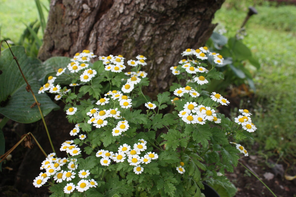 Под яблоней