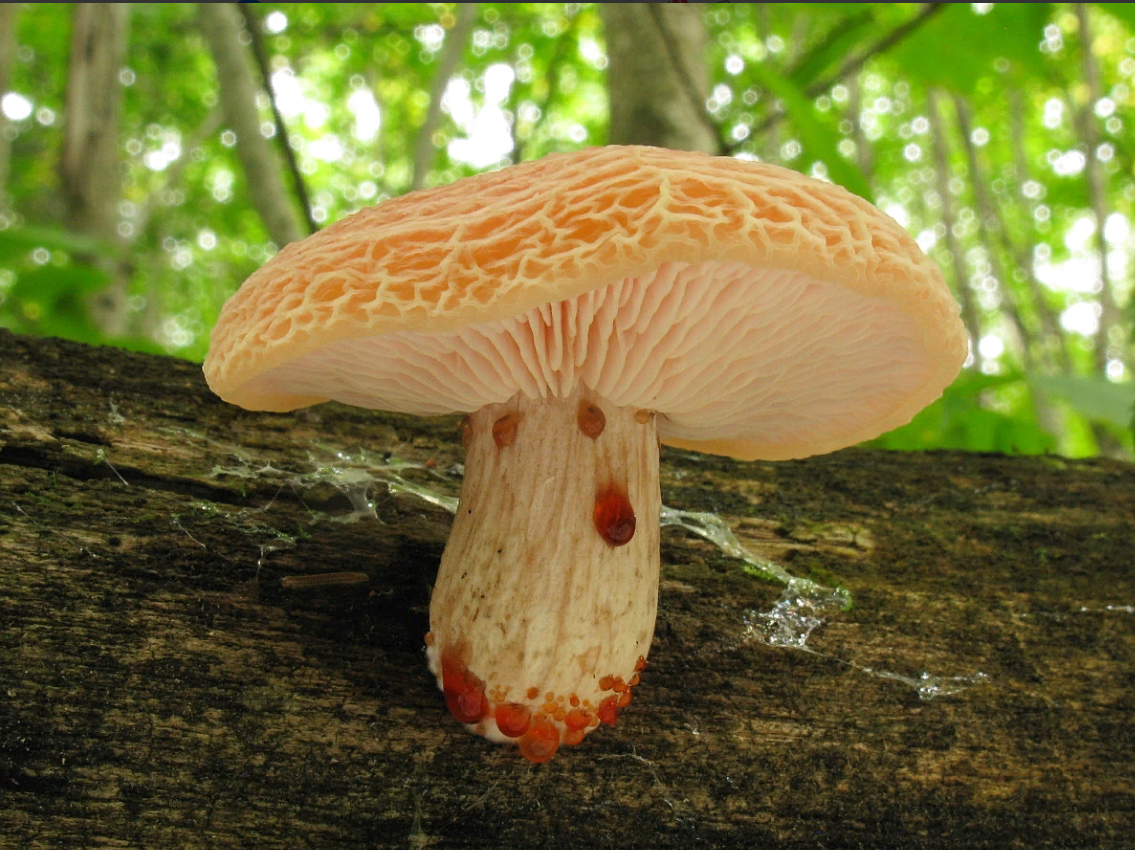 Фото Салавата Арсланова.