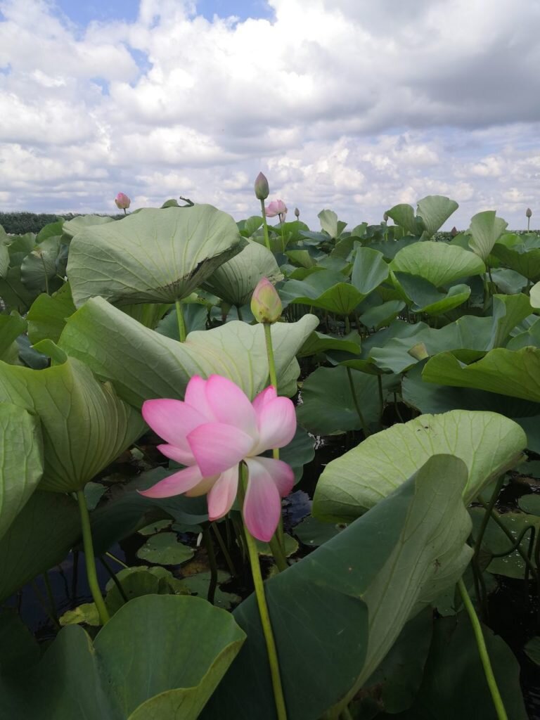 Каспийский лотос в Краснодарском крае во время цветения