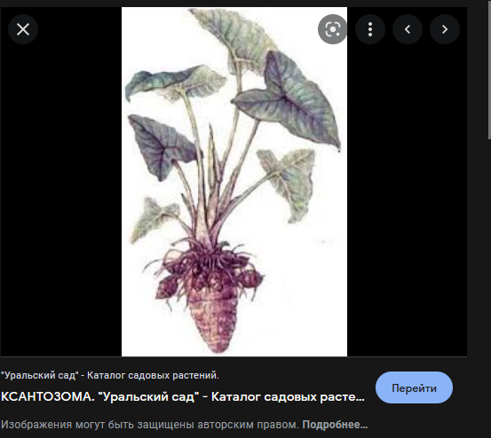 Фото из свободного доступа сети интернет