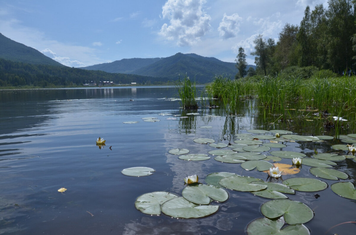 Алтай манжерок фото