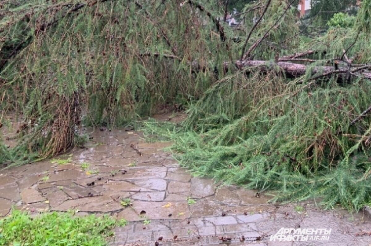    В Перми во время грозы дерево упало на дорогу и оборвало силовой кабель