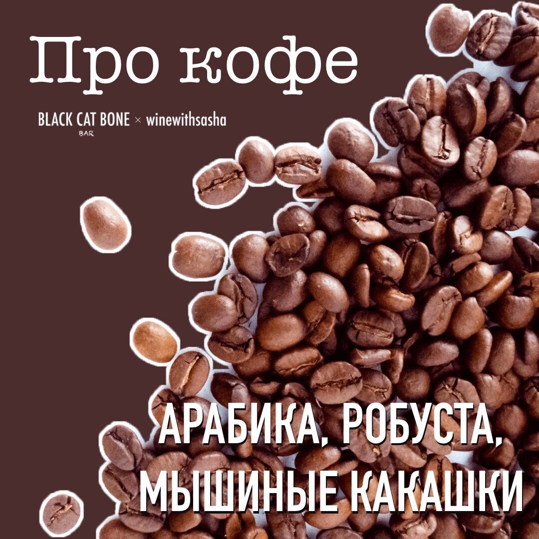 Арабика, робуста, мышиные какашки. Про кофе