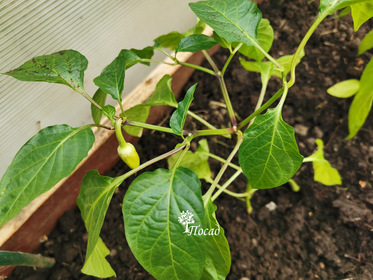 Пересаживала перцы с плодиками.