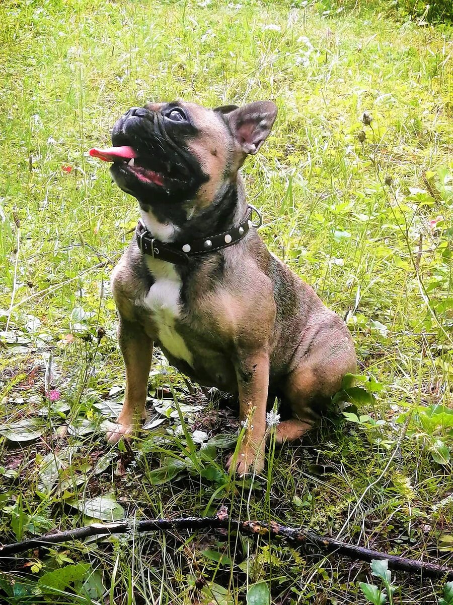 порно с собакой зоосекс 