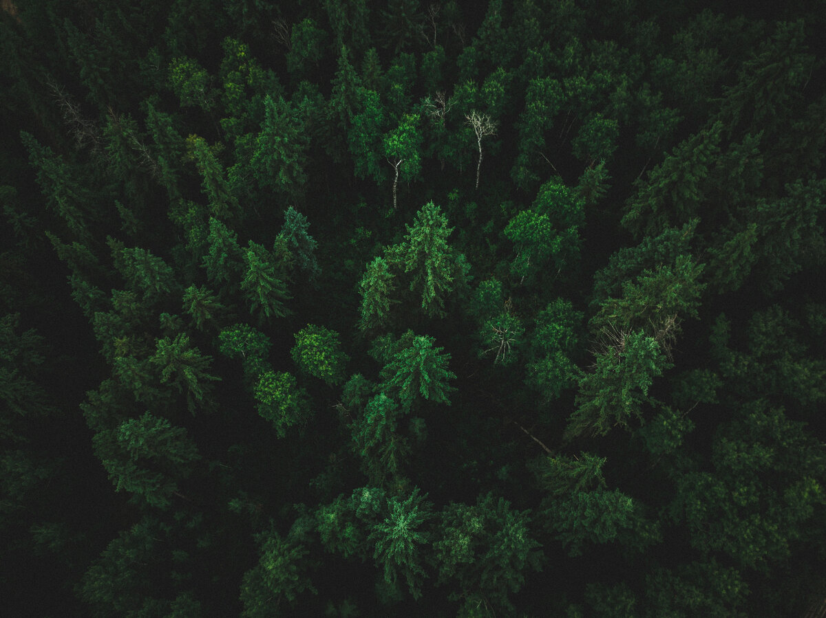 <a href='https://ru.freepik.com/photos/tree'>Tree фото создан(а) wirestock - ru.freepik.com</a>