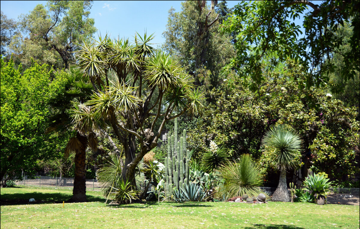 Музей Долорес Ольмедо. Фото взято в сети интернет.