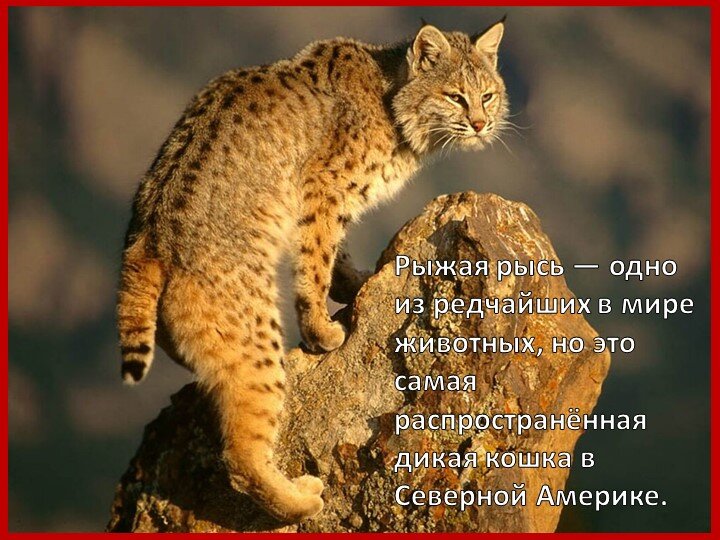 Родом из Северной  Америки. Длина:48-120см(взрослая особь).Продолжительность жизни 7 лет. Масса:6,4-18кг(самец), 4-15кг(самка)