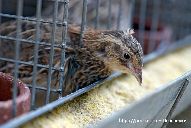 Содержание перепелов ➤ в домашних условиях для начинающих | VK