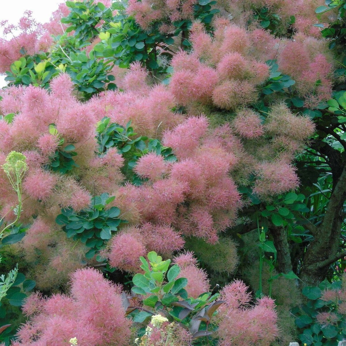 Скумпия Кожевенная Cotinus coggygria