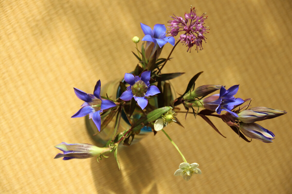 Комнатные голубые цветы - 70 фото