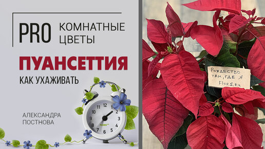 Пуансеттия - рождественская звезда. Почему ее так называют? Как правильно ухаживать за пуансеттией.