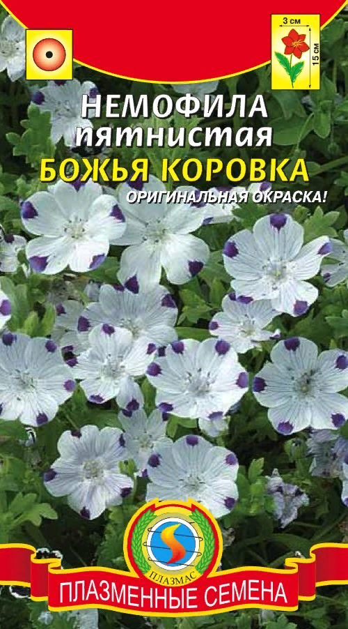 Посейте этот однолетник всего один раз, и он будет радовать вас каждый год