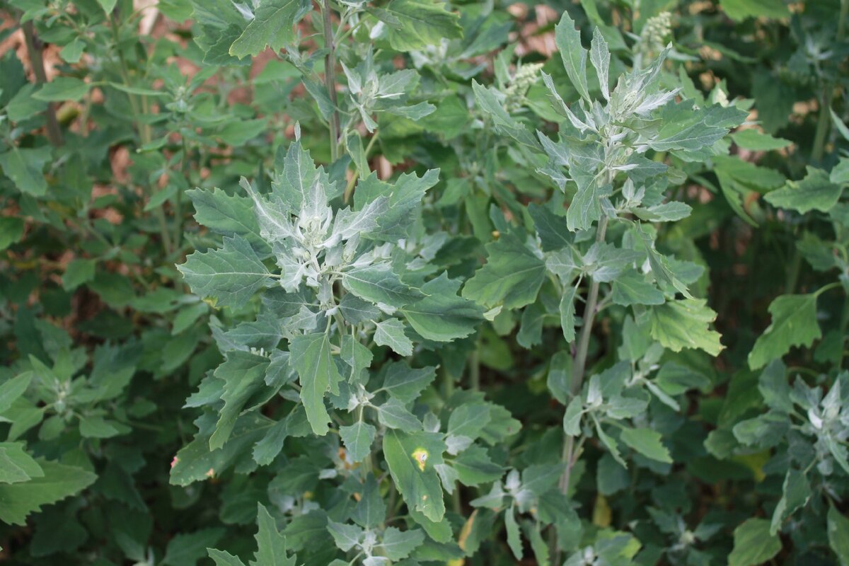 Лебеда Садовая.