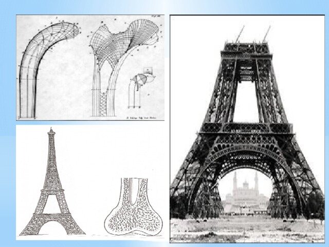 Густав эйфель и кости башня. Эйфелева башня и бедренная кость. Строение эйфелевой башни кость. Архитектурно строительная бионика эйфелева башня. Бионика эйфелева башня берцовая кость.