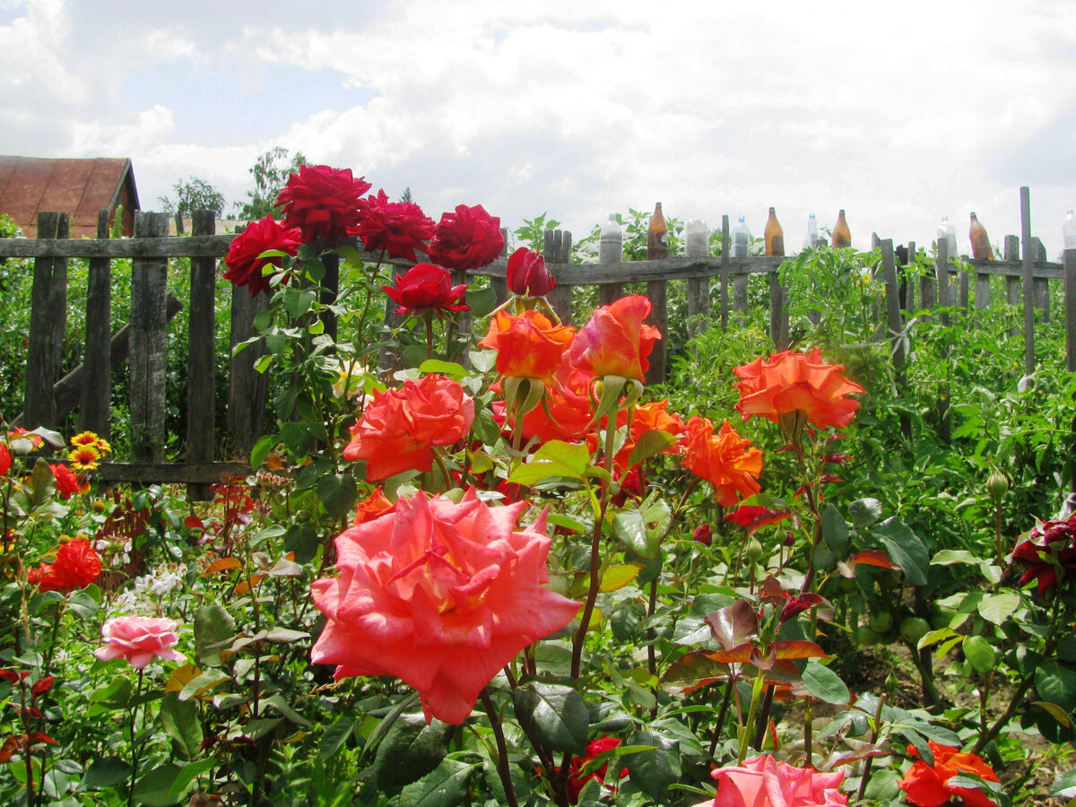 Наши розы замерли в ожидании дождя