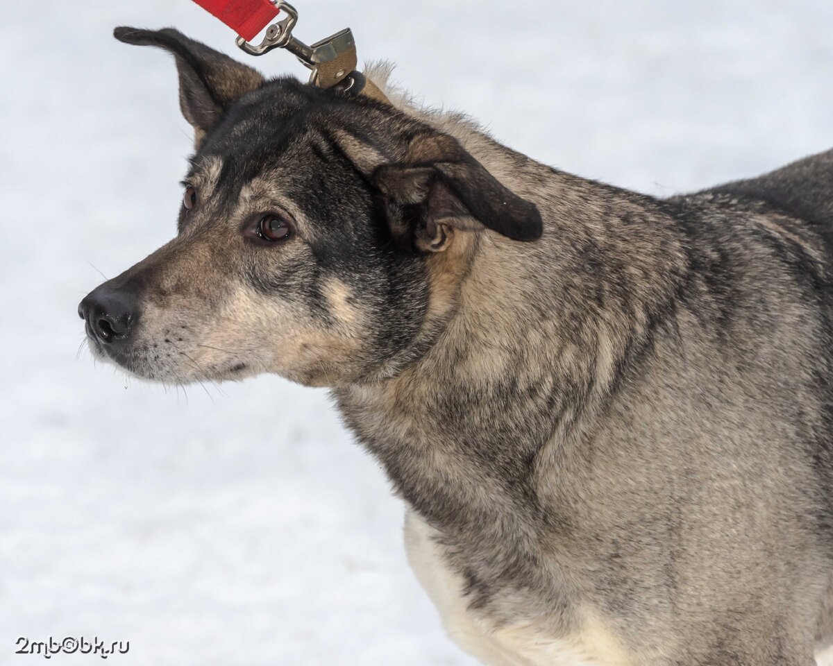 Приют Солнцево. Донна сопротивляется прогулкам на поводке