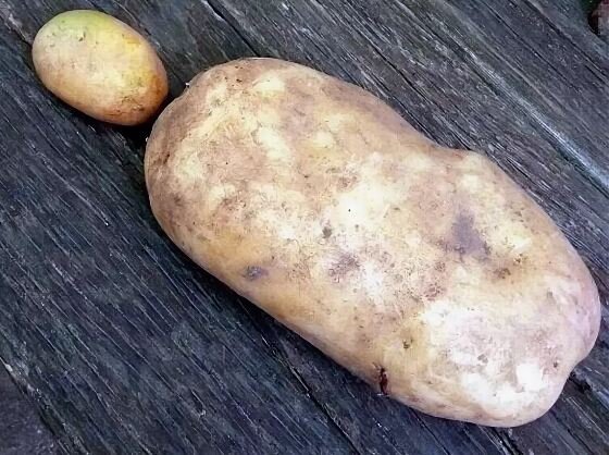 Картофель великан описание сорта. Самый крупный картофель. Картофель гигант. Гигантская картошка сорт. Самая большая картофелина.
