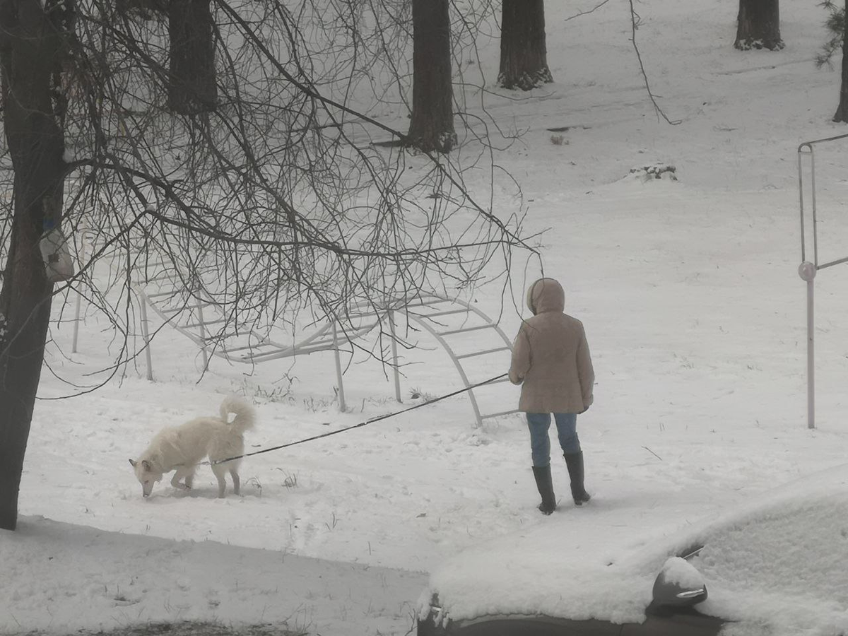 Сейчас Юсю выводит бабушка. За что ей большое человеческое спасибо!